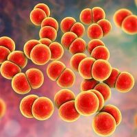 Менингококк – от насморка до госпитализации в один момент.