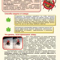 Осторожно клещи!