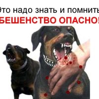 БЕШЕНСТВО – ЭТО ОПАСНО! 